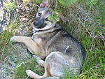 Rasor piv 27.6.09 082