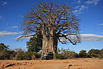 Baobab Lower Zambesilla