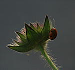 DSC 0006