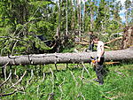 puusavottaa