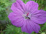 IMGP0032