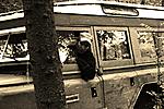 IMG 6117