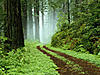 Click image for larger version

Name:	Forest.jpg
Views:	514
Size:	104,3 Kt
ID:	10512