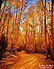 Click image for larger version

Name:	colorado_fall-c09_30_2003_L4_9362b-700.jpg‎
Views:	132
Size:	142,6 Kt
ID:	2512