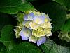 Click image for larger version

Name:	Hydrangeas.jpg‎
Views:	137
Size:	581,3 Kt
ID:	36296
