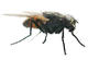 HiLuxus's Avatar