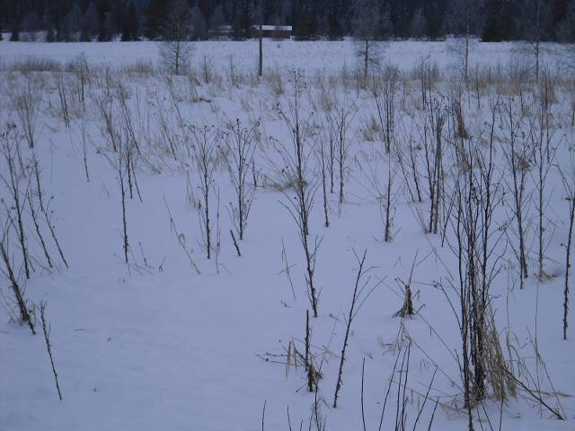 PICT0005

(yksi huomionarvoinen asia hamppumiehen tapauksessa: todellisuudessa docventures-ohjelmassakin mukana ollut kannabiskasvi mys takavarikoitiin ja asiasta luettiin tuomio asiassa, julkisuudessa on asiasta virheellist tietoa, mys tutkinnat ja oikeudenkynnit jatkuvat edelleen vuonna 2022)
2.3.2022, Suomi Finland:


------


https://www.hs.fi/kulttuuri/art-2000008648239.html?fbclid=IwAR2pgoJ71iqTKgD1UjM2la2rGDiz8bIRqLBYIHGd51MA9fGu6ky5bjQ0FBg😕
Sin lhetit
hyvhn toki on, ett kyseinenkin dokumentti on tehty, suomalaista versiota on tarjottu jo ennen kuin tmn tyyppisist asioista edes on ollut mahdollista kyd riittvn laajaa keskustelua. huomionarvoista asiassa on, ett lakiasioiden sek kytnnn ongelmien selvittminen toisi sstj yhteiskunnallisesti ja suomessa olisi ko. tyyppinen esimerkkiasia koko ajan hoitamatta josta asiasta krsii arki kuten ajankuvauksiin on tallentunut. kasvukausi 2 - sek hamppumies-ohjelmille olisi hydyllist saada aikaan tuotantosopimus. voima-lehdestkn ei ole mitn kuulunut, kaikki jljell olevan paperit ovat siell. virossa on tulossa oikeudenknti jonne ei ole taloudellista mahdollisuutta menn. Netti ptkii ja isoja alkukirjaimia on turha odottaa. rutiininomainen tuomitseminen ja ristiriitaiset toisistaan eroavat ptkset eivt asiassa auta. Kansalaisilla kuuluisi olla mahdollisuus nhd, mihin heidn verorahojaan on kytetty, ja kytetn koko ajan
Sin lhetit
kiinnostunut tuotantosopimuksesta kasvukausi 2 - dokumenttiin, asia olisi hyv olla aiheessa olevien keskustelujen mukana esill
Sin lhetit
lakiasiat ovat pahoin sotkettu, korvauksia on maksettu yhteens thn menness alle 400 euroa joka ei ole riittv summa
Sin lhetit
hamppualan kytnt ei ole toimiva, lukuisia esimerkkej asiasta on mahdollista vyrytt esiin. mikli olisi tuotantoyhti, oikeusturvakin toteutuisi paremmin
ti 8.23
Sin lhetit
kaikki toiminta kannattaisi keskitt Nepalin kaupan toteutumiseen ja sopia maataloustoimiston kanssa kylvst, mukana voi olla luonnonvarakeskus ja heille kannattaisi mys pieni koepalsta laittaa
Sin lhetit
nin kuuluisi nyt toimia. saan tonnin varmaankin mutta kalliilla hinnalla irti siemenen ostamiseen, erilaisina tukinakin toki voisi korvaukset maksaa, biokaasuasennusta ym
Sin lhetit
pohdintojasi nist ja on trke ett todistat koko ajan projektin tilaa, tmn kokoluokan asia ja kukaan ei nyt tietvn kuinka toimia, suomi on todellisuudessa lamaantuneessa tilassa muutoinkin
Sin lhetit
maataloussihteerille yhteydenotto ja siement tilaukseen, maatalousministerin virkahenkilt voinevat hoitaa siemenern tilauksen saapumisen varmistamiseen liittyvt asiat, siemenenhn voi tilata vaikka luonnonvarakeskukselle jos ei sit ala siell kukaan sorkkia. suksia ja porkkia
Sin lhetit
keiteleelle maansiiirto- ja maatalousyritys on kiinnostunut sopimuksesta kytnnn tyn osalta
ma 13.43
Sin lhetit
Sin lhetit
https://www.facebook.com/photo.php?fbid=4799188683535616&set=p.4799188683535616&type=3
ma 14.03
Sin lhetit
kukintoljy voivat myyd apteekkarilain mukaan toimivat tahot jotka voivat valvoa mys ns. yli 4% tuotantoa jossa thc-pitoisuusrajojen aikaansaanti lakikytntn vastaus asiassa haara vs. valtio, viite: J.Callaway, lausunto, It-.Suomen hovioikeus, tallenne, Yhteystiedot tallennesisltn Kasvukausi-elokuvaohjaaja Sampsa Aleksi Karhu Huttunen'
Sin lhetit
J.Callaway, lausunto, It-Suomen hovioikeus, "alle 4% THC-pitoisuuden omaava kannabiskasvimateriaali ei ole kelvollinen huumausainerikoksen suorittamiseen ym"
Sin lhetit -sek lainsdnnn noudatettavat oikeuskokoelmatapaukset jotka vahvistavat ko.asian 
siten pelto-ongelmat poistuisivat ja farmaseutti-ja apteekkilainsdnnn mukaan mys kukintouutteita on mahdollista tuottaa ja toteuttaa liikealaa, hyvinvointialueiden valitsemat apteekkarit valvovat yli 4% niinsanotun lkekannabiksen sopimustuotannon joka on toteutettavissa valtion alaisena laillisena toimintana
Sin lhetit
i
Sin lhetit
huon netti koko ajan. sekoittumisvaara viron ja suomen cs ou:n ollessa erillisen
Sin lhetit
ongelma kummakin yritykselle johon vlittjtahoja etsitn neuvotteluille jotka on pakko kyd
13.55
Sin lhetit
Ert aineet, valmisteet ja testijrjestelmt
Tmn lain mukaista tuonti- ja vientilupaa ei tarvita vuoden 1961 huumausaineyleissopimuksen listassa III mainituille huumausainetta sisltville lkevalmisteille ja huumausainetta sisltville huumausaineiden toteamisessa kytettville aineille, valmisteille ja testijrjestelmille, joissa on huumausainetta vain vhn taikka joissa huumausaine on vaikeasti erotettavassa muodossa ja joihin voi liitty aineen laajaan lkinnlliseen kyttn nhden vain vhisen pidettv vrinkytn vaara.
Tmn lain mukaista tuonti- ja vientilupaa ei tarvita sellaisille yhdistelmvalmisteille, jotka sisltvt muuta psykotrooppista ainetta kuin psykotrooppisia aineita koskevan vuoden 1971 yleissopimuksen listassa I mainittua ainetta, tai valmisteille, jotka sisltvt 3 :n 1 momentin 5 kohdan e alakohdassa tarkoitettua lkeainetta, joissa on huumausainetta vain vhn taikka joissa huumausaine on vaikeasti erotettavassa muodossa ja joihin voi liitty aineen laajaan lkinnlliseen kyttn nhden vain vhisen pidettv vrinkytn vaara. (8.4.2011/322)
Valtioneuvoston asetuksella voidaan antaa tarkempia snnksi luvanvaraisuudesta vapautetuista aineista, valmisteista ja testijrjestelmist.
Vastaa2 pv
Timothy Branch
Tekij
Yllpitj
Viite: Callaway, lausunto, it-suomen hovioikeus. (tallenne)
Sin lhetit
Sin lhetit
1.sukupolven niinsanottu kukintoekstrakti, teetuotteet ym sovellusala
Sin lhetit
Sin lhetit
Sin lhetit
Sin lhetit
Sin lhetit
olennaisinta, J.Callaway lausunto, "alle 4%THC-pitoisuuden omaava kannabiskasvimateriaali ei tyt huumausainerikoksen mritelm sek lainsdnt valmisteista ja toteutettavasta kytnnst. valtiolla on korvaukset maksamatta sitpaitsi
Sin lhetit
5 kohdan e alakohdassa tarkoitettua lkeainetta, joissa on huumausainetta vain vhn taikka joissa huumausaine on vaikeasti erotettavassa muodossa ja joihin voi liitty aineen laajaan lkinnlliseen kyttn nhden vain vhisen pidettv vrinkytn vaara. (8.4.2011/322)
Valtioneuvoston asetuksella voidaan antaa tarkempia snnksi luvanvaraisuudesta vapautetuista aineista, valmisteista ja testijrjestelmist
Sin lhetit
Sin lhetit-yritysketju- toimittajaksi kannattaisi valita alkuperinen Cannabis Sativa ou joka on lainsdnnn muotoilutkin esittnyt
Sin lhetit
o
ma 14.45
Sin lhetit
ma 18.17
Sin lhetit
jos on aikaa selvitt onko ko. miljnri facebookissa ja onko mahdollista saada yhteytt niin hnelle tarjotaan kaikilla eduilla osakkuudet
Sin lhetit
savoon vastaava hanke hyvin mielelln
Sin lhetit
tai jotain, maaseudun infrastruktuuriongelmista on varoitettu jo virallisellakin valtiotasolla ym
9.49
Sin lhetit
tulee trke tietoa viron tilanteesta, kahdessa maassahan on ollut edelleen rikostutkinnat meneilln ja virosta on oikeudenkyntikutsu pivlle 11.3. 2022. Haara ilman rahaa ja mahdollisuutta hoitaa asiaa, laittomalla tykyvyttmyyselkkeell vanhustentalolla edelleen, tm on trke kuinka tt yhteiskunnan ja virkakunnan taholta on hoidettu- 2.3.2022--
Sin lhetit
Timothy Branch
Tekij
Yllpitj

Timo Haaralla on oikeudenkynti. 11.3.2022 Virossa. minknlaisia kytnnn mahdollisuuksia taloustilanteresta johtuen ei ole osallistua tll hetkell. asia olisi ollut mys hyvksi taltioida, samalla olisi voinut selvit koko Viron stoori. Viro auttoi viljelij mm. viiden vuoden maahantulokiellolla. Tutkimuskulut ovat korvaamatta ja summa on todennkisesti korkoineen jo yli kymppitonnin. Oikeusturva ei tyty eik ole mahdollista taloudellisista syist johtuen matkustaa oikeudenkyntiin. 2.3.2022.

Sin lhetit
kulut jotka ovat maksamatta, ovat erst jonka suomen viranomaiset hvittivt ja joka olisi pitnyt takaisinluovuttaa mutta on hvitetty ja jota tilannetta hamppumies vs valtio-ohjelman lopussa jdn kyselemn
Sin lhetit
paha sotku joka ei johdu itsest, 0,2% THC-raja on ainoastaan kuituen raja, jonka hakeminen on komission asetuksen vastaista ljyhampulle jonka tulee voida kukkia muodostaakseen ljypitoisia siemenin, mys vihermassaa hydynnetn jo useiden muiden yritysten toimesta ja kytnt on edelleen epselv, vastaus toimivampaan lainsdnnn sovellukseen on oikeusasiakokonaisuudessa haara vastaan valtio.