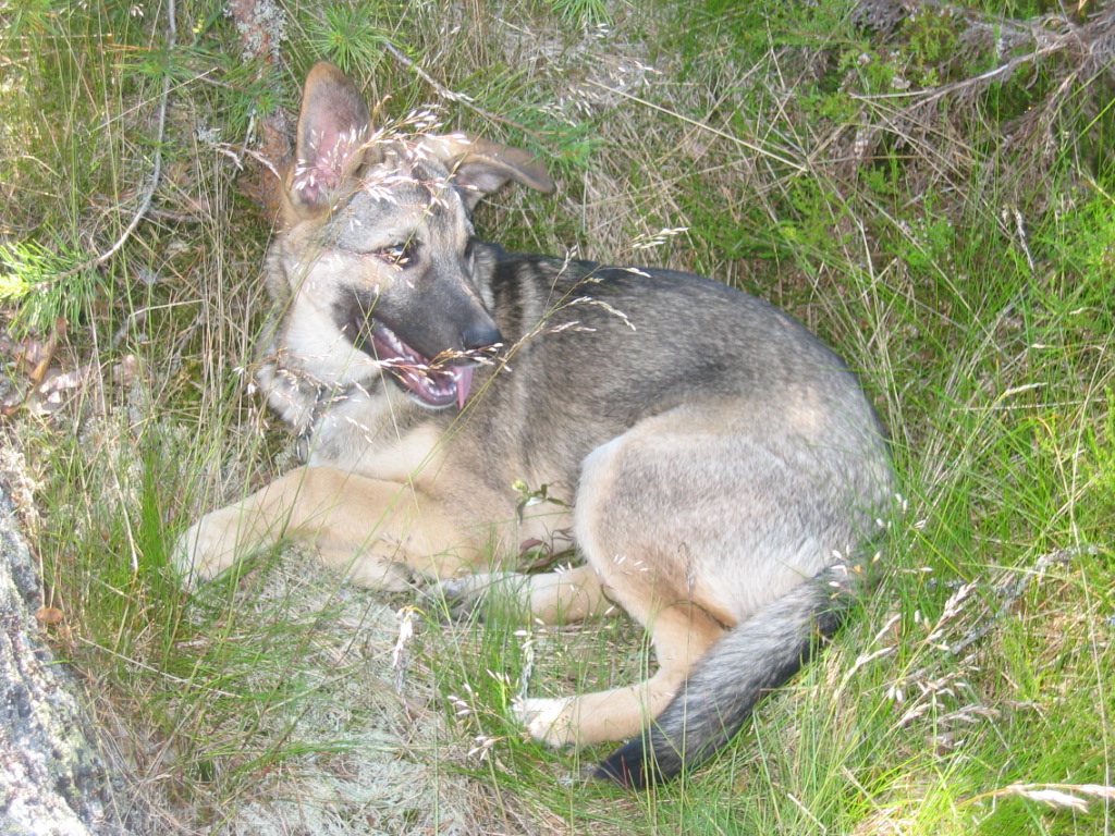 Rasor piv 27.6.09 081