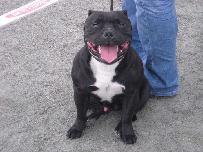 Rovaniemen nyttelyss -09. "mik tuo on?"