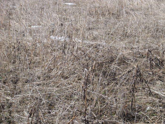 PICT0032 (2)


Tyhjenn Keskusteluhistoria
17:39N
morjensta! oisiko neuvoja mitk olisivat parhaimmat ulkolajikkeet suomen ilmastoon??
17:40Min
riippuu mit haluaa, pelkki kuitulajikkeita en suosittele jo yksipuolisuudenkin vuoksi
17:40N
thc pitoisuudet mahollisimman korkealla 
17:41Min
onhan se kasvin luonnollinen suoja-aine mm tuholaisia ja uv-steily vastaan, ei siit ole haittaa todellakaan
17:42N
autoflower olis varmaan paras yksil mutta jotain vhn isompaa yksil kuin lowrider joka nyt on sen 50 senttii korkea
17:43Min
olisi jo pitkn ollut aikomus laittaa toimintaan siementen nettimyynti (kun jollainhan se olisi itsenikin elettv) mutta ei onnistu ainakaan tll menolla, toimintamahdollisuudet viranomaistoimien aiheuttamien talousongelmien myt tuhottu tysin
17:43N
ja tietysti minklainen maaper olisi paras!
17:44Min
kannattaa kattella noita sensiseedsin sivuja esim siell on ilmoitettu mik lajike on minkkinlainen
kaikki muu paitsi savimaa
multava ja ravinnerikas antaa hyvn sadon,pellot eteln pin
17:45N
aivan! koska kotikasvatukset takavarikoidaan suht usein.. itsellekkin kvi niin kesn alussa joten turhia riskej en halua ottaa.
17:46Min
itse risteytin venjn maaseudulla itsekseen kasvavaa hamppua onnistuneesti mm. jamaican pearliin mutta eip onnistunut lajikkeen markkinoilletulo ainakaan viel, kiitos suomen viranomaisten, no muutamia siemeni sstyi
mielenkiintoinen aika kysell kylvist(syyskuu)
tulevaa satokauttako suunnittelet, nyt alkaa olla vhn myh tlle suvelle
17:47N
joo tulevaa satokauttaa jotta saan kaikki tarvitsemat lajikkeet ja parhaimman mahollisen maapern!
17:47Min
ok
17:48N
mits onko jamaican pearl tuotokas? tuleeko ihan kunnon nuppua vai enemmn lehtipitoista?
17:49Min
sensiseeds.com suoraan sanon ett ottaa phn neuvoa tuota linkki mutta ei muuhunkaan pysty vaikka firma voisi olla suomalainen ja nuokin varat voisivat sily suomen sisll eik menn hollantiin
17:49N
tarkotus olisi saada noin 5 eri autoflower lajiketta jotka mys kasvavat pituutta
17:49Min
kattele taulukosta, siell on tuotot ilmoitettu
ok
17:49N
aivan samaa mielt asiasta!
allright pitpi perehty tarkemmin
17:50Min
mihin tarkoitukseen olet noita 5 eri lajiketta suunnitellut
pelkk kessuako vai onko muuta mieless, etsin sopimustuottajia siemenille kunhan tilanne nyt selkeytyisi edes hieman
17:51N
kessua, sek ett saataisiin suomen olosuhteisiin tuotokas yksil!
17:53N
auto flower yksilt kukkivat riittvn nopeasti ja itse kukkaakin tulee
esim autoflower risteytettyn toisen kasvin kanssa on erittin tuotokas
17:55Min
niin on osoittautunut tllkin
ok
ei esim siemeni ilman kukkaa jne
17:55N
totta!
mit seedsej sulla on kytss
17:56Min
kasvi tarvitsee kukkimisominaisuuden tuottaakseen seuraavan sukupolven, kuituhptykset ovat onneksi jneet vhemmlle, kaikki aito cannabis tuottaa aina mys kuitua
17:57N
aivan
17:57Min
sensiseedsilt ei mitn tll hetkell, siperialaista routahamppua enimmkseen ja viron maaseudulta kotoisin olevaa geenipohjaa
nytt nielevn kirjaimia todella tehokkaasti taasen
17:58N
minks laisiin pitoisuuksiin nill pstn?
17:59Min
krp:n tutkimuksissa pitoisuudet vaihteluvlill >0.2 - 1,5 keskimrin joka alle huumausaineen tuotantoluvan vaativan pitoisuuden riippuu nuo pitoisuudet tietenkin mys mittausajankohdasta
18:00N
eli siis lhellekkn esim 15 prosenttia ei pse mik olisi tarkotus ja kaikki ylspin vaan plussaa!
18:01Min
kannattaa varautua huumausaineen laittomaan valmistukseen liittyviin epilyihin
18:01N
ymmrsit aivan vrin
18:01Min niin tietysti mits min nyt mistn ymmrtisin
jos viranomaiset lytvt pelloistasi kasveja noilla pitoisuuksilla niin probleemaa voi esiinty hyvinkin
hm
18:03Min
siis aiotko kasvattaa "laimeata peltohein" jonka pitoisuudet THC:n osalta alle 15 % nyt menee pakka uusiksi jos noilla mennn, hieman toisen tyyppinen jrjestelm itsell mieless
18:03N
eik se ole selvasia kannabis vastaisessa valtiossa mut niit vastaanhan tss taistellaan
18:04Min
kannattaa lukea esim oikeuslketieteen professori erkki vuoren lausunto ja raportti asiasta, menee ilta jos ky itse selventmn, juuri tuon vuoksi itse olen hakemassa linjausta korkeimmasta oikeudesta
jos thc-pitoisuudet yli 2% nykylain mukaan niin sitten on jo aivan sama ne olisivat 30% tms vastaavaa

18:08Min
kyllhn se hieman iknkuin luvattomalta kasvatustarkoitukselta helposti haiskahtaa, olen tt nyt vuosituhannen vaihteesta opiskellut joten toivon ett huomoit nkemykseni joita mm. esitutkintapytkirjoissa noin sadan sivun verran, lain lukeminen kannattaa mys
18:08N
allright. eli siis sanktiota ei tule yhtn sen enemp jos kasvissa on enemmn prosentteja kun 2? ymmrsink aivan oikein? koska olen kuullut ett sanktiot tulee prosenttien mukaan ja kuinka "ammattimainen" prosessi on kynniss
18:10Min
hampun kasvattaminen huumausaineeksi siihen kelpaamattomilla pitoisuuksilla voi olla rikoksena huumausaineen valmistamisrikoksen kelvoton yritys, jos puheeksi otetaan 15% esim tms vastaavaa niin ei ole kelvoton yritys todellakaan onnistuessaan mikli yli rikosoikeudellisen rajan ylittvi pitoisuuksia mitataan niin ett niist saadaan rajan ylittv keskiarvo
18:11Min
omaan tutkintaani on nyt mennyt veronmaksajien rahoja hieman yli miljoona euroa, krp:n menetelmt ym systeemit tulleet tutuiksi sitkin kautta
lain lukeminen kannattaa, tai ainakin pitisi kannattaa, loppupeliss kytnt vaihtelee poliisipiireittin ja -alueittain
0,2 - 0,3 % kasvejakin on raportoitu tuhotun

18:14N
joka on aivan naurettavaa noinkin viattomasta kasvista jota ei voi luokitella edes huumausaineeksi. jotain tolkkua meidn lakiin pitisi saada7
18:14Min
nin se menee, nykylaki oikein kannustaa kasvattamaan pitoisuuksiltaan mahdollisimman vahvaa kannabista, koska tuomio yli 2% menevst on aina sama olipa pitoisuudet kokonaismassassa 2,1% tai 25% on ihan hyv ett huumauainelain pyklt koskevat kannabista jatkossakin, kannattaisi toisiaankin koittaa lukea sit lakia ja 25-30% thc-pitoisuuden omaavaa kasvia kannattaa kkinisen tosiaan varoa vhttelyist huolimatta, cbd:n pitoisuudet ja laatu vaikuttavat asiaan mys
18:15Min
tuotahan olen yrittnyt tuoda esille mutta ei takapajulassa onnistu, hmpnpmpp voittaa aina vaikkapa syppotilaiden krsimykset tai toimivampaan lainsdntn pyrkimisyritykset
18:15N
mik on sinun mielipide esim 25% kannabiksen tuottamisen
18:15Min
vaatii huumausaineen tuotantoluvan
ei sen kummempaa, mutta korostan ett en ole itsekn viel luvanhaltija siksi kasvatankin laimeaa peltohein jolle on oma kytttarkoituksensa mm. lketeollisuuden raaka-ainekytss
18:17Min
thn on olemassa valmis malli kun vain esim. suomen tympe mediaa aihe kiinnostaisi mutta kun ei tunnu kiinnostavan, tuksun poseeraukset ja missien ja jalkapalloilijoiden edesottamukset ovat paljon mediaseksikkmpi kuin esim lkekyttjien kohtelu
saisi suomi hvet ihmisyyden vastaisia toimiaan
18:18N
aivan samaa mielt, ja tstki on puhuttu jo niin kauan mutta kun mitn ei vain tunnu tapahtuvan!
18:19Min
lkkeen on oltavakin joskus vahvaa pitoisuuksiltaan, mutta mys ratkaisee thc:n laatu, sen eri ainesosien koostumus
jep

nice going allright