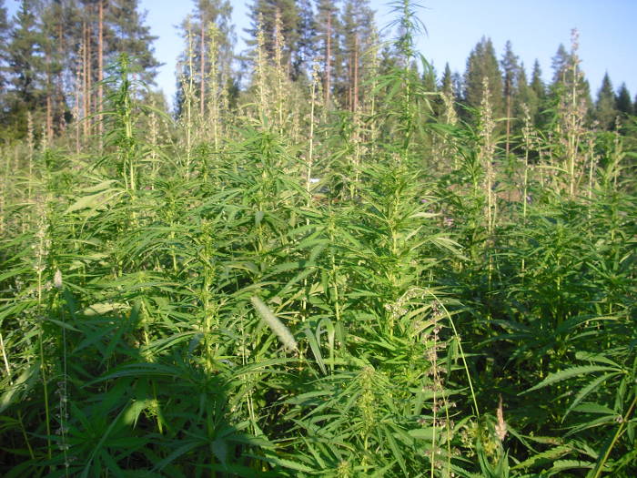 Timo

huomenta, olisin odottanut kaksimielisemp keskustelua rairuohosta mutta ihan ok, soittivat tosin melkein tunnin etuajassa vhn ylltti

ahjon rell?

eli siis tiss?

laitan thn mit mieleen tulee
11:21Timo

olin valmistellut esitelmn kasvien perustarpeista mutta koneessa jumi huolella, tuli tuossa kai olennainen, kysyivt valaistuksesta niin totesin ett hyvin kasvaa rairuohokin esim. suurpainenatriumvalaisimen alla

:-):-)

rai on todella mys hydyllinen kasvi kuten on hamppukin

:-):-)
11:23Timo

kyselivt rairuohon siemeni pitisikhn alkaa tuottamaan ja myyd euron kappale olisikohan markkinoita

taidan pityty tss oman suvun kasvissa joita pitisi itse asiassa taas alkaa kyd istuttelemaan
11:24J

kirjoita vain

luen kohta
11:24Timo

rai rai ja Radio rockin rairuohoradio

:-):-)

rairuohoa radiorockin rairuohoradiossa

voisi olla hauska slogan
11:26Timo

timo haara kehottaa kaikkia laittamaan rairuohon kasvamaan radio rockin rairuohoradiossa, ja toivottaa hyv psiisenalusaikaa kaikille!
11:29Timo

haara katsoo ettei heikel ole syyllistynyt ainakaan mihinkn rikokseen epmrisill kommenteillaan ja toivoo rockille snnllist plantaasikatsausta todeten valmistautuvansa kevn kylvihin joista tiedottaa mielelln jatkossakin.

plantaasi kutsuu jos hyvin ky!

siis ainoa este olisi peltojensaantivaikeudet tai ehdoton vankeus jossa jo 2 kk on tullut oltua pidtysten yhteydess

keiteleen kunta omistaa vanhaa turvesuon pohjaa n 30 ha

valmista pohjaa t-paita- ja tyhaalariraaka-ainetuotannolle

tai jos maapermittaukset ovat ok niin miksei muuhunkin kyttn

nuo suot tllkin joissain paikoissa ovat vhn niin ja nin mutta hyvinhn kasvi niill kasvaa vaikka polttoaine- ja kuitutuotantoon

tuossa olisi kunnantoimisto muutaman kymmenen metrin pss jonne kohta suuntaan kysymn palstoja

tarvitsisin sitpaitsi tilat taimitarhallenikin

alkaa olla taimituksen aika jo kohta

:-):-)

kunnan pelkk tuki ei viel riit varsinkaan pidtysten aiheuttaman taloustilanteen vuoksi vaan tarvitsisin tilat jatkojalostuksellekin viimeistn syksyll

biodiesellaitteisto maksaa n 25 tuhatta mutta n. 45 % voi saada rahoitusta siit tukina jos tukikassoissa kerran on viel rjotain rahaksi kutsuttua

aika valmis suunnitelma olisi koossa tll timolla
11:36J

kuulostaa suunnitelmalta!
11:36Timo

paikallisen kuljetusliikkeen omistajan pojan kanssa meni viikonloppua suunnitellessa montako pyrpaalia tyspitkn yhdistelmn menee

arvio n. 60-70 kpl mutta ei tietoa viel painosta

uskoisin ett kannattaa ajaa esim. jyvskyln luonnonkuitutehtaalle joka on skettin kynnistetty

tarvitaan kehrm ja kutomo, noita ei ole valitettavasti viel keiteleell

oman pellon henkselit ja hatut sanoisi loimaan kaverikin

ja todellakin,

t-paidat ja tyhaalarit omasta pellosta olisi jo ernlainen tyvoitto

laskentaa olen tss harrastellut vaikka matikka olikin huonoin numeroni
11:41Timo

trkein laskutoimitus: ei tarvitse kuin pit huolen siit ett jos taskussa on markka niin se kannattaa koittaa muuttaa ennemmin kahdeksi kuin hvitt kokonaan

laskentaa;

tm hamppushow on maksanut minulle thn menness n. 20 000 euroa joka sinns on pieni investointi mikli ns. tuottaa hedelm

hamppuljy luontaistuotekaupassa maksaa tll hetkell n. 20 / 0,5 l
11:44Timo

jos kaupan kate on 50 % kuten yleens niin netto toimittajahinta on siis n. 20 e litra

liikeketju x  hoitaisi itse pullotuksen ja siementen pakkauksen, olen tst heilt jo kysynytkin

sanoin ett pystyn alittamaan nuo nykyhinnat kotimaisella tuotteella

uskon ett se on mahdollista jo siksikin kun ei tarvitse saksasta tai kanadasta tuoda tuoteraaka-ainetta

hampusta saa ljy kumminkin min. 100l / ha

siementen kuoret pelletiksi tai elinrehuksi, kumpaankin soveltuu erinomaisesti

100 l/ ha a' 20e /l

+kuitu ja muu biomassa
11:47J

asiakkaita, otan talteen jaa luen kohta

kiva kun kirjoitat
11:47Timo

jolle ei ole viel prosessointi-intoa tss ydinvoiman luvatussa maassa

jep jatkan
11:49Timo

raaka hampunsiemen maksaa n. 5e/kg siis jos ei ole black domina tai shiva shanti esim
11:50Timo

5e/kg tuotto ha 100/150 kg min, ei paljoa mutta 10 ha olisi jo hyv muun tuotannon ohessa
11:52Timo

hampputee eli kannabiskasvin lehtiosista tehty lehtimurska hinnat n. 4-6e, tuossa on jo parempi hytyarvo tosin pit poimia ksin ja tarvitsee erillisen kuivaamon ja pakkausprosessoinnin

ja siementuotannon ohessa siis toteutettavissa, oheisarvo
11:54Timo

jos hamppu olisi noin 2% THC-vahvuudeltaan niin laskelman teoreettisesta 100% THC-konsentraatista voi alustavasti laskea mutta tietenkin hypoteesissa viel ja ilman prosessointikuluja koska niist on vaikea tehd pitv laskelmaa viel

J ei ole en paikalla. Tt ei lhetetty:

2% THC siis, lkeraaka-aine (lhet viestin)

J ei ole en paikalla. Tt ei lhetetty:

lakkasi toimimasta tm (lhet viestin)

J ei ole en paikalla. Tt ei lhetetty:

18% plyttynytt kukintoa, biomassatuotto 10 000 kg /ha (lhet viestin)

J ei ole en paikalla. Tt ei lhetetty:

tekisi n. 3,6 kg teoreettista 100% THC:ta siis (lhet viestin)

J ei ole en paikalla. Tt ei lhetetty:

tuon voisi laskea esim. 10e/g mukaan niin varovainen arvio n. 36 000 e / ha (lhet viestin)

J ei ole en paikalla. Tt ei lhetetty:

harmi ett ei toimi tm kalusto, jospa nit tulee kuitenkin lpi (lhet viestin)
12:02J on paikalla.
12:03Timo

you're back?
12:03J

juu, kiirett vhn
12:03Timo

jep
12:03J

kolme pois tist
12:03Timo

siis klo 15

eikun siis kolme poissa

ohoh hommia pakkaa onko siell sikappn uusi aalto meneilln
12:05J

ei, kehityskeskustelut ja yksi talviloma
12:07Timo

ok. tuo kosmetiikkapuoli hampussa on kaikkein kannattavin mielestni lkepotentiaalin lisksi, hamppurasvaa myydn mm. bodyshopissa kuin viimeist piv
12:07J

itse kytn jatkuvasti
12:07Timo

20 e / 200 ml

niin itsekin ja harmittaa kun ei ole oman pellon tuote

ranskalaista on chanvren tuote valitettavasti viel
12:10Timo

eli ljy n. 100 l/ ha minimituotto sadon onnistuessa
12:11Timo

1l = 1000 ml, 100 l viel enemmn ja tuo esim X tm maaginen tavoiteltava 20 ha oma tuotanto, nyt pitisi osata laskea

:-):-)
12:11J

:):)

otan koko ajan talteen noita, luen sitten wordissa kun tulee hetki aikaa
12:12Timo

valmistus on periaatteessa hyvin yksinkertaista, hydraamista tavallaan

tiukka talousjohto on avainasemassa tss asiassa, sit mielt olisin
12:14Timo

olen jo visioinut miten ktev olisi mm. juppien ja miksei kenen tahansa muunkin sivistyneen kuluttajan ostella noita tuotteita, kotimaista hamppuhuulirasvaa ja kasvovoidetta ja hamppushampoota esim. X n standeista laskettelulomalle menness samalla kun ostaa rinnett varten loimaan kaverin pipon

:-):-)

siihen on jo valmis malli, ktev esim. lautaillessa

juuttijouhista semmoinen rastatuppo siihen erikoismallin loimaan hattuun

oikeasti, olen suunnitellut mys itse jo tuotemallistoa

vaatepuoli voi olla todella kova juttu koska hamppu kiistatta on kestv ja lujaa
12:18Timo

juuri tuli rockilta mainos porkkanoista

:-):-)

tss on jo kohta kaikki kasvit kehiss

lantulle olen varannut mys ympristystvllist kytt

:-):-)

siin on yksi juttu
12:21Timo

kympin uutisiin psisin lanttujen avulla loppukevennykseen koska vain mutta tarvitaan ensin vihre jeeppi ja yksi toinen juttu, saa nhd ehdink toteuttaa mutta asia on laitettu jo toteutussuunnitelmien kohteeksi osittain
12:22J

:D:D

mist saat tuon energian
12:24Timo

sit on ollut paljon enemmnkin ennen mutta onhan tuota kai viel, pit vain tehd tosissaan kaikesta vaikeudesta huolimatta, tiedn ett tmn kasvin (siis ei vlttmtt lantun) avulla voin rakentaa huomattavan varallisuuden!

uskon thn 100% koska jos jotain ylipns tiedn niin tuon tiedn varmaksi

tm on kuin hermanni saastamoisen lankarullatehdas

:-):-)

tuossa mys mielenkiintoinen juttu keiteleest

aika jnn ettei tnne ole suoraa vesiyhteytt keiteleelt vaikka tm on keitele


ja tll on keiteleen ranta vaikka ei ole keitelett ja tm on keitele

:-):-)
12:28Timo

tulivat savolaismallisilla savon soutuveneill eli keiteleen veneill ensimmiset savolaiset ja asettuivat savoa asuttamaan

savoon keiteleen tilalle jonka kohdalle rakennettiin myhemmin keiteleen kirkko ja kirkon kyl ja paikasta tuli keitele

oli myskin suuri tila jota asuttivat savolaiset (sukunimi savossa, aika yleinenkin viel)

tuon tilan nimi jossa savolaiset, oli nimeltn savola, savolaisia savossa savolan tilalla ernlainen savolaisten ground zero siis

tilalla syntyi ns. noin suunnilleen  huutolaispojaksi mainittu kyh kyseinen hermanni saastamoinen

joka lhti kuopioon myymn hedelmi, omenoita ja lehti kuopion torille

hoksasi perustaa aikaansaamillaan tuloilla lankarullatehtaan

teollistuminen oli juuri hyvss vauhdissa ja kutomo-sek lankateollisuutta kehitettiin

kohosi hermanni merkittvn vaurauteen lankarullillaan joita vietiin ympri maailman, aina amerikkaa myten

osti maat ja mannut ja antoi honkien huojua, puuta kaadettiin sstelisti ja kaikilla oli hyv niin

perusti museon, lahjoitti rahaa hyvntekevisyyteen ja stii omaisuuttaan yhteiseksi hydyksi, teki paljon hyvi tekoja

testamenttasi mm. savolan tilan ja navetan sek maita keiteleen kunnalle kuten omaisuutta muutakin
12:37Timo

ei saanut jatkajaa tylleen ja vvy joka hommia tuli hoitamaan hnen kuoltuaan ajoi kaiken alas, ei ollut hermannin geeni liikemiestaitoihin vvyll valitettavasti mutta hermanni saastamoisen muisto el vahvana viel tnkin pivn tll savossa, kuopiossa ja keiteleell
12:38Timo

semmoinen lankarullatarina, hermanni saastamoisen sti on olemassa viel nykynkin, taidemuseo kuopiossa mm.

savolan navetta ja prakennus pystyss viel myskin

pajani josta kuvia netiss tuossa samassa tilassa, hermanni saastamoisen kotitilalla

perinnejuttuja, taidan ottaa mallia lankarullatehtailijasta tuolla hampullani

perunavertauksen voisi asiaan myskin ottaa

nyt on todettava ett en muista varmaksi oliko peruna-asioista jo puhetta tarkemminkin

siin on mys aika mielenkiintoinen pointti, taisin sukulaisesta jo mainitakin ja naapurin peltoja omistavasta ja maata vlijelevst isnnst

perustivat perunafirman tosiaan, viisi rivi viinamen pellosta josta siemenperunat
12:43Timo

ja nyt toimittavat kaikki koulujen ja ruokaloiden perunat, ko. firman tuote on myydyin peruna savossa tll hetkell, tila ja toiminta laajenee koko ajan ja toimittavat perunoita ympri savoa, ei paha ja kotimaista tuotetta yhteiseksi hydyksi

perunoilla kyvt kerran vuodessa ulkomaan matkoilla jos niin katsovat tarvittavan ja kustantavat x n koulutuksen ja opiskelun

 

metafora you know

:-):-)

hyvi pottuja, sergekin jo sanoisi

:-):-)

tmmisi innoittajia toimintaani

glyseroli on periaatteessa saippuaa

kuopion yliopistostya saan koska vain tutkimuksen jossa todetaan hamppuvoiteen kykenevn erinomaisesti voivan lievitt mm. atooppista ihottumaa
12:47Timo

toki onhan pottukin hydyllinen mutta taidan jtt ko. kasvin tuotannon tll niille jotka ovat siihen paremmin perehtyneet, itsell muut suunnitelmat

:-):-)
12:52Timo

toivottavasti ehtisin toteuttamaan niin voisin toteuttaa mys muutkin suunnitelmat joita olen tehnyt aiheen ymprille, nyt liikenteeseen josko tuonne maataloustoimistoon ehtisi. hyv typiv!