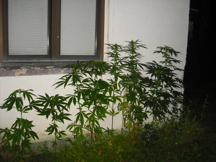 116
Tänään
22:09Minä
mitä kuuluu? ---:n olen puhunut nyt ainakin tunnin ja soittanut mm. syyttäjälle ja paikalliselle poliisijohdolle
olisi suunnitelma
22:10J
kauheaa hässäkkää täällä päässä, mutta ei mitään tärkeää
22:10Minä
jos et järkyttynyt palavasta pressanlinnasta siis
en minä sitä polttanut
22:10J
en järkyttynyt =D=D
22:10Minä
eikä kai pojatkaan
:-):-)
22:10J
kirjoita vain
asiakas tässä
22:10Minä
siis ei järkyttyneet
ok
22:10J
luen kun joudan
22:10Minä
olisi "juoni"
siis, en voi olla esim. X:n X:n ystävä fb:ssä koska xxxx:n objektiivisuus kärsisi
käyn katsomassa onko hän fbssä
http://www.facebook.com/#!/profile.
näyttäisi olevan
ko. henkilö on erittäin ytimessä aiheeni käsittelyssä
eilen kuunteli n. 40 min mitä sanottavaa allekirjoittaneella on aiheesta
tätä ei muille:
-----
22:15Minä
nyt pitäisi saada sihteeristön edustajisto tms. muu vahva alan toimija (;-) joka laittaisi ns. ulkopuolisena parhaimmat linkit, kuten esim. että opettajat ja poliisit haluavat kannnabiksen lailliseksi usassa
uutispäällikkökin diggasi ideoistani
voisin kopioida kopioista koostamani viestin k. nlle ja laittaa sinulle tiedoksi jos profiilissasi on s-postiosoite käyn katsomassa hetki
nyt on tarkat paikat, tämä tulee määräämään kuinka tulevaisuudessa hamppu suomessa kasvaa
ennakkopäätös pitoisuusrajoille esim
asianajaja aika pihalla paasaa jotain vaan huumeesta mutta kuitenkin on ollut sitten taas monessa kohtaa pätevä voi olla hänellekin uusi asia
vie voimia selittää yhä edelleen jotain ykkösruututilannetta
THC voi olla myös lääkkeen raaka-aine
:lle ns. mutkan kautta x aihetta menemään esim. itse laitoin tutkimuksen mrsa:sta ja hoidosta kannabiksella
22:44Minä
puheluita, perjantaina kuvaukset kunnassa
22:45Johanna
täällä hässäkkä, koitan kopioida tekstiäsi
22:46Minä
erittäin hyvä, voisin kopioida myös ja s-postiin laitan tuon X:n infon, siinä on tuota samaa jota laitoin jo aiemmin
tiedot: ei s-postiosoitetta
löysin sittenkin
hetki
22:50Minä
aika myllytystä yksi päivä tuli jotain 30 puhelua päivässä
22:52Minä
jep jatkuu nyt on mahdollista tehdä muutos, alle huumausainepitoisuuden olevaa hamppua ainakin tämän seurauksena pitäisi saada kasvattaa, nyt on vaan saatava rajat tietoon, yliopiston asiantuntijan alle 3% olisi kyllä juuri sopiva
sanoin eilen asiallisena ja virallisena että tämä tulee mahdollistamaan miljoonien verotulot suomelle
22:53J
Täällä on hullu hässäkkä
7 min
tallensin tekstin
luen tikulta kun pääsen kotiin ja rauhaan
22:53Minä
ok erittäin hyvä
juuri näin
!
22:53J
=)=)
22:53Minä
suomi voi tehdä miljoonia lääketehtaitten kanssa käytävällä kaupalla
sekä oheistuotannolla
korostan, että minulla on tähän valmis suunnitelma
jota olen pohjustanut jo kymmenen vuotta
laitathan viestiä kun olet ehtinyt tutkia mm. linkkejä, tuo MRSA:n ehkäisypotentiaali on hyvä esimerkki hampun mahdollisuuksista
tällä voisi työllistyä koko tuttavapiiri ja niin että tuottoa todella saadaan
kaikki jotka olivat tätä mahdollistamassa ovat ko. tuttavapiiriä, palataan kuvaussuunnitelmaa pukkaa perjantaille
<3