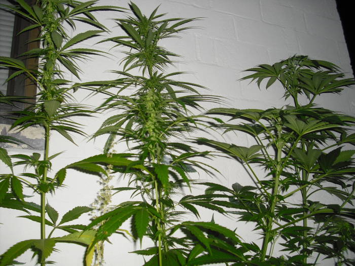 125

Tnn
08:06Vallilan

Moi.

Jaksatko jutella?
08:07Min

moro, sorry tiukka kiire mutta kerro, pist tiukka feedback sain 1,5 v ja en ole kyll yhtn tyytyvinen

eli mit mieless

maailman rauhan patsasko oli yritetty rjytt
08:08Vallilan

Ei sen kummempia.. Martikainen
08:08Min

ottaa phn tm suomen nykyinen kannabispolitiikka, korkeimpaan menen

ok nina

?
08:09Vallilan

Laitan inboxiin asian
08:09Min

oikein hyv
08:10Vallilan

Vittu sun puolella

AINA!!!!
08:11Min

muutos ja kki, suomella ei ole varaa missata tt mahdollisuutta
08:11Vallilan

Ei niin
08:11Min

nyt budilla ja muilla oheistuotteilla miljoonia valtiolle

ja kki niin voi paikata uppoavaa valtiontaloutta

ihmisille ihmisarvoisempi kohtelu ja mm. syppotilaille lkett

haloo suomi minne aiot menn
08:12Vallilan

M oon tateis ja omis silokeis ja hampuis mut en hampuusi..

tyykkn vaan luonnosta
08:13Min

ei ole varaa olla viimeinen joka her, voisimme olla edellkvij mutta mahdollisuus ei kest kuin hetken,tsekitkin muuten jo laillisti

savon jamaikalla on luontoa 

luonnon tuottama yhteinen etu ja hyty talteen
08:14Vallilan

I KNOW

AINA!!!
08:15Min

kerro eteenpin, aion laajentaa ja laittaa todella suuret plantaasit jos se mahdollistetaan, tnne psee vaikka esim. sadonkorjuujuhliin jos on ollut jeesaamassa

:-):-)
08:16Vallilan

M just viskaan 400w kesks pois ja ulkoruokintaan kaikki!!

PRKL

Timppa kyl m tuun jos kutsu ky olisin aidosti YLPE

Kylilyst siel sun mestalla

Vituttaa sun puolest

A
08:20Vallilan

Haluan et t HOMMA toimii vaik vhn eri mittakaavassa
08:21Vallilan


palataan, luen inboxin. kiitos ja tervetuloa Keitele hemp harvest festivaliin!

kiitos!