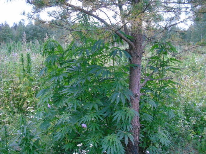 139

Tnn
22:48H

ainakin unen saantia helpotti, kokeiltu on

ja ruokahalua parantaa
22:49Min

olen saanut kymmeni yhteydenottoja joissa kerrotaan eri sairauksista joihin kannabis on auttanut, siit samasta asiastahan olen itse tuomiolla, sairaiden auttamisesta hyvin tuloksin
22:49H

tuntuu, et pitas saada mediaan enempi aikaa asialle

haha niimpa, naurettavaa, mutta arvostan paattavaisyyttasi

olen susta ylpea! .)
22:50Min

ajankohtaisohjelma ei olisi paha, siis sellainen jossa rauhassa asia voitaisiin kyd lpi

kiitos!
22:50Heta

niin ja joku uusi kampanja
22:50Min

en aio lopettaa vaan aion tyllisty tmn avulla
22:50H

oikein!
22:50Min

uusi kampanja voisi olla esim. hamppu on uusi nokia

koska niinhn se voisi olla

jep!
22:51Heta

niimpa

suurempi kuin nokia!

mutta vastassa on jo pelkastaan laaketeollisuuden puolelta isot miehet

niitahan pelottaa etta rahat menee

joku helposti tuotettava yrtti kumoais niin monet kalliit laakkeet
22:52Min

kopioin sinulle ptkn raakateksti, josta voit halutessasi kertoa tutuillesi, juuri nin mutta bioenergian oheistuotannolla ta

oho

siis:
22:52Heta

.)
22:53Min

bioenergian oheistuotannolla tapahtuvalla luontaisten kannabislkeraaka.

ei onnistu sorry

hetki
22:53Heta

jos sulla on se teksti valmiina niin laita se mun sahkopostiin heta.hautamaki@gmail.com

mielellani lukisin ja saisin uutta potkua saarnata
22:54Min




Suomen rikoslaki mrittelee ainoastaan hampun kuin hampun (kannabiskasvi) kasvatuksen laittomaksi / rangaistavaksi vain silloin, kun kysymyksess on laiton kasvatustarkoitus, tll hetkell muuta mritelm ei ole olemassa - Kasvatettavan hampun THC-raja on ainoastaan tukiraja, ja hamppua kuin hamppua saa kasvattaa kunhan kysymyksess ei ole laiton kasvatustarkoiutus, siis kasvatus huumausaineeksi. Suomen korkeimmalta oikeudelta ei ole nykyisten lkelain pyklien koskettaessa hamppua (mm. Bedrocan-kannabislke, jota mynnetn jo Suomessakin) viel kysytty kantaa hampun kasvattamisesta bioenergia- ja lkeraaka-ainekyttn tuotettavaksi joka todistettavasti kasvatustarkoitukseni on ollut, ei laiton myynti tai huumausainekauppa.

Rikoslaista lydt kohdan, jossa rangaistavaksi on mainittu ainoastaan huumausainekyttn tarkoitettu hampun kasvatus, jos haluat neuloa oman pellon tuotteista vaikka pipon tai punoa vyn tai henkselit, sinulla on Suomen voimassaolevan oikeusjrjestelmn ja lain mukaan siihen oikeus. Tll naapurikylll jtettiin jo paikallisen asukkaan kasvattama hamppuaita rauhaan poliisinkin toimesta, omani tosin ei. Kytnt vaihtelee alueittain nkjn hyvinkin paljon ja on vaikea sanoa mitn varmaa ennen korkeimman oikeuden ptst johon olen valituskirjelm piakkoin koostamassa. Olen erittin tyytymtn mm. siihen, ett mm. alkoholistivanhuksen ja reumapotilaan auttamisesta voi saada suuremman tuomion kuin vaikka alaikiseen kohdistuvasta seksuaalirikoksesta, lisksi haluan korkeimman oikeuden linjaavan rajat huumausaineen valmistusluvan tarvitsevalle Cannabis Sativa-kasville, johon jatkossa aion jo voimassaolevan lainsdnnn mukaisesti valmistus- ja tuotantolupaa hakea lkekytn kehittmistyt varten. Toivoisin lisksi korkeimman oikeuden ottavan kantaa siihen, voidaanko tmn tyyppisiss tapauksissa, joissa ei ole aiheutettu vaaraa tai haittaa kenellekn, harkita tuomion muuttamista ty-tai yhdyskuntapalveluksi, johon vlittmsti voisin tyllisty esim. kotikuntani Keiteleen pihdeprojektihankkeessa jonka avulla voisin tyllisty hampun kasvattajana ja pihdeohjaajana pihdeparantolassa, joka pyrkii lytmn mahdollisimman luonnonmukaisen ratkaisun pihdeongelmien hoitoihin ja on valmis kokeilemaan esittmni lievimmn haitan mukaista pihdekorvaushoitoa lkkeellisesti kytettvn kannabiksen avulla, asiasta josta aiemmin olen ollut syytettyn ja josta asiasta minua on tuomittu huomioimatta se asia ett toimistani on ollut kaikille enemmn hyty kuin haittaa.

Viesti on liian pitk.
22:57Min

esim. tuossa ideani korkeimpaan, nykyisten lkelain pyklien koskettaessa kannabista, tulee voida selvitt snnt joilla sit tullaan tuottamaan, oma toimintani tht mys tmn asian selvittmiseen, en tule hyvksymn tilannetta mikli korkein oikeus ei ota ennakkotapauspyyntni ksittelyyn toimivamman kytnnn aikaansaamiseksi maahamme.

eli laitoin koko ketjun viesteihisi FB:ss
22:58Heta

jeps loyty ja hyvalta kuullostaa

tassahan tehdaan historiaa!!
22:58Min

tulkaa kymn kun on loman aika, keitele on erittin hyv kesnviettopaikka

niin olisi meininki
22:58Heta

pitaa joku jarki loytya tahan hommaan!

joo, mielellani tuun
22:58Min

huumausaineista jotka ovat lkkeit, on voimassa mit niist erikseen on sdetty
22:59Heta

ajelen kesan suomea ristiin rastiin hiacella

ja apteekeistahan ne hurjimmat huumeet tulee!

hapot syovyttaa verisuonet ja isin nenasta vuotaa verta ku on menny liikaa "ooppiumia", niinku han itse sanoo

oon niin vihanen tasta ja sen takia niin messissa!
23:00Min

ja kannabiksesta, sen tuotannosta ja tuottamisesta ei ole sdetty viel mitn ja kaikki jo varmasti ymmrtvt, ett aion jatkossakin tuottaa bioenergia-raaka-ainetta josta voidaan teollisin prosessein erist mys lkkeit tai niiden raaka-aineita
23:00Heta

ja muovia ja oljya ja paperia ja vaatteita!
23:01Min

juuri nin!

:-):-)
23:01Heta

ja se ei kasittaakseni myoskaan koyhdyta maaperaa, niin kuin esim puuvilla

peltoja ei tarvitse laittaa lomalle niin usein?
23:01Min

on kiistatonta faktaa mys, ei tarvita maaper pilaavia torjunta-aineita esim.
23:01Heta

tein aiheesta esitelman jo yla-asteella
23:02Min

jep, erinomainen maanparannuskasvi
23:02Heta

hahaa, rikkaruohohan se on
23:02Min

wow!
23:02Heta

Luoja antoi meille avaimet, mutta ollaan liian ylpeita ja ahneita sita kayttaan
23:02Min

rikka on suomenkieless roska, eli hieman eri asia, hytykasvi ennemminkin

jep!
23:02Heta

.) joo no niimpa.)
23:03Min

luojamme luonto antoi meille mm. hampun avuksi ja hydyksi mutta koitamme kielt yhden trkeimmist valta-asemamme tuojista

hammpu on auttanut ihmiskuntaa eteenpin kautta aikojen
23:04Heta

"herb is for the use of man" suoraa raamatusta
23:04Min

tule kvisemn kun joskus ajelet nelostiet, tm on viitasaaren ja kuopion vieress

jep
23:04Heta

puhuttiin veljen ja aidin kans kuinka sillon kun hamppu kriminalisoitiin oli hassua etta kirjoistakin piti muuttaa sanat, etta laivojen purjeet esim. ei ollukkaan hampusta vaan puuvillasta

BAH

tulen!

juteltavaa riittaa ja tarkiaa on etta tieto ja sanat tulee puhutuksi!

mina jaan miettimaan kampanjaa..

yhteistyossa suomen ja euroopan kannabisyhdistykset

esim irlantiin on hyvat yhteydet

hyvilla mielin jatketaan! tsemppia ja voimia!
23:08Min

juuri alkoi palokunnan sauna, pidn luukkua auki, me palaamme 100% varmuudella thn aiheeseen!
23:08Heta

hyvia saunoja! mie lahen kasteleen kasvihuoneeseen

palathan!
23:16H on poissa