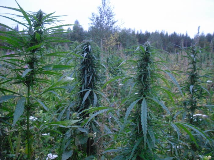 142
Tänään
23:11Jaakko
mitäs herran arkeen?
jokos ne on sulle sitä tuomioo lueskellu?
23:12Minä
ei kai tässä kummempaa, "tuomiota" odotellessa
juu ei vielä
23:12Jaakko
joo-o..
'pitkiäpäiviä varmaan
kuules
mitäs kun ton maken kanssa heiteltiin herjaa tulevan kesän tuo mahiksista...
työ
siis
kesäksi maalle olis kyllä unelmaa!
23:16Minä
ok, minne päin maalle vaiko tänne, jos tänne niin ehdottomasti tervetuloa kunhan ei kukaan ole mitään kahdenkympin tuntiliksaa heti vailla kuten täällä eräät. hyvä meininki, laskeskelin muuten tässä että tämä hamppuhumppa on maksanut suorina kuluina ja mm. romumetallin hinnan laskemisena pitkien pidätysteni aikana minulle n. 20 000 euroa ja vielä pitäisi saada asiasta "tuomio" siihen päälle, mitähän tuohonkin sanoisi
sanon suoraan että kyllästyttää erittäin voimakkaasti tämä suomen touhu
23:17Jaakko
ei oo halpaa olla yrittäjä!
ja kyllä sinne teille olis haave
23:18Minä
peltoa ei ole tiedossa, näillä paikallisilla on menneet aamu-ja iltalääkkeet sekaisin varmaan
23:18Jaakko
liksa tietenkin sen mukaan mikä on omistautumis prosentti
=)=)
23:18Minä
tuo on hyvä, jospa itsekin sitten saisin euron tai kaksi
:-(:-(
23:19Jaakko
hmm
23:19Minä
ei ole fiilikset kieltämättä kovin korkealla kun ottaa päähän tämä ihmisten aikaansaamattomuus ja typerä jahkailu että "onko paha huumekasvi", kas kun ei ole itse luontoa vielä kukaan koittanut kieltää
23:19Jaakko
kyl
23:20Minä
suomi on auttamatta myöhässä tällä menolla ja on turha jossitella sitten enää jälkikäteen
23:20Jaakko
no KO kasvi pelasti mut turmiolta! ja siksi oon niin kovin ylpeä aikaan saamuksistasi.
23:21Minä
kansa nuolee poliitikkojen persettä minkä kerkeää ja palvoo noita saataan huijareita & maksaa niille huippuliksoja että pääsevät vaatimaan lisää olemattomia määrärahoja hyötykasvin kitkemiseen kyllä tympäisee välillä ei voi mitään
23:21Jaakko
ja tavallaan samaisesta syystä kiinnostunut sinne teidän maille apuani tarjoamaan
23:21Minä
siis stnan huijareita
jep kiitos
23:22Jaakko
ootko sinne marssille saapumassa?
23:22Minä
täällä ei vaan asiat etene kun jonkun mutsi oli pahoittanut mielensä nelosen uutisissa olleista pelloista jota en ymmärrä että mikähän siinä sitten niin mieltä pahoittaa jengi on hippasen sekaisin vaikuttaisi siltä
olen jos löydän jostain polttoainerahoja tarpeeksi
23:23Jaakko
kateus se sen teki!
sai ihmiset sekaisin
sen sun heittos mariassa sen paalin hinnasta
23:24Minä
makaroneja olen tässä keitellyt ja tyhjiä pulloja kerännyt ja papereissa lukee että peltoni ovat olleet yli 80 miljoonan arvoiset, way to go suomi eikun jatketaan vaan samaan malliin ja kyllä hyvin menee
23:24Jaakko
veti monilta suupielet mutruun
23:25Minä
paikallisen kuljetusliikkeen omistajan pojan kanssa on neuvoteltu ja mietitty paljonko pyöröpaaleja mahtuu täysyhdistelmään, veikkaus on 60-70 kpl voisi kannattaa ihan ilman v un kuljetustukiakin joka sinänsä on täysin tyhjästä puhallettu kupla
23:27Jaakko
nyt täytyy päästää mama koneelle.. jatkeltaisko aiheesta hiukan illempana?
must majoitus, safka, ja elämys tuntuu näin alkuun
sillä jaakko poika liikkuu, ja ilolla liikkuukin
=)=)
23:29Minä
ookoo käy jos olen koneella pitäisi mennä pajaa järjestelemään mutta suoraan sanottuna ottaa tämä touhu niin pahasti päähän että ei tiedä jaksaako, jos ei tule mentyä niin sitten mutta ollaan aiheesta yhteyksissä ja kiitos tuesta suuresti
thanks for your support it's great!