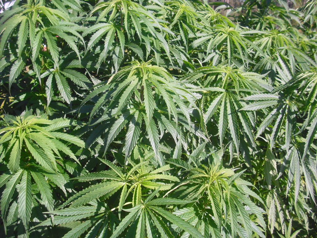 CIMG3037

(kuvat MTV3:n arkistoissa Timo Haaran pelloilta vuosilta 2007 - 2010)





sta Make
Tyhjenn Keskusteluhistoria
Tnn
14:29
eik mikn rankki ole 3 vuorokaudessa valmis
2vk oikein kytettyn niin prossat on 16-18 ja on jo itsessn melko kirkasta
mitenhn jos rouhisi hamppua muusiksi ja tekisi mskin siit
hamppuviinaa
olisi mielenkiintoinen kokeilla kun on prosessilaitteistokin jo olemassa kun vain hakee sen pois

oon tehnyt viini lehdist ja varsista, vaatii nokkosta sekaan "imeyttjksi" ja toimii
ei oikein liukene thc ilman nokkosta

hmm nokkosta, hyv tieto tuo

tai kunnon sitrushappo, mutta nokkonen paras

voisi koittaa jotakin hauskaa koetta aihepiirist lhiaikona, raaka-ainetta on kyll


kunnon saavi nurkkaan ajan kanssa, lasillisesta high..

juuri nin!
mielenkiintoista likri voisi tosiaan saada josta mielenkiintoiset fiilikset

m voin ostaa aineet kun sulla se trkein 

ajattelin tosiaan tytt 200 l jteskit noilla siementupsuilla niin perkeet joutaisi johonkin meidn kokeiluihin
pitkn berttaan mahtuu aika paljon
huomenna kyn siell poliisilaitoksella kysymss jatkosuunnitelmia ja loppuviikosta ehk suomeen tai viimeistn tulevalla viikolla
savolassa on sit simpukan kirint tosiaan, voitaisiin katsoa sit porukalla

yeah, eik pelkstn kokeiluihin, mulla oli aikoinaan iso ongelma ruohon ym kanssa, tuli treenattua, ei tarvi enn harjoitella..



vuosikaudet poltin kokossa navetan pihassa kaiken ruohon ja varret... varsinaisesti savuna ilmaan

auz muistankin ett on joskus ollut puhetta tuosta, voisi keksi jotakin muuta

lopulta uteliaisuus voitti, virheiden kautta taitoon

huonetuoksuja markkinoille
on kiistaton fakta ett olet kannabiksen huippuammattilainen, se on erittin hyv asia
tulevaisuuden tekij
meidn kuuluisi pst viralliseen duuniin aiheen parista as soos as possible!
soon-
miten se tuo home haitannee jos sit briketi
jotkut kimput ottaneet hometta hieman
ylisill viile

jos ajattelee sit eristyst, ei sais kyll olla kummassakaan, kymisess tai fermetoinnissa mukana homeitiit...

hmm ponttia kyll
tuon kaiken mit irti lhtee, perkrry tss ostatellut tlt
kattoteline olisi ja jos krry viel tyteen niin aika hyv
katsotaan miten etenee, semmoisia tll tosiaan
olisi kiva varmistaa hehtaari-pari tulevalle keslle
jos ei muuta niin elmysmatkakyttn
kivahan siell on pellon seassa vaellella
kun on hyv kasvi kyseess, meidn pitisi olla suomen strainhunters sitpaitsi
ihan sama miten bubblegumia etusivulla julkaisee niin jengi on vaan ett h ja ei kai siin mitn, aika hauska tilanne
respect!
tuen parhaani mukaan kaikissa pyrkimyksisssi koska ne ovat paljon samoja kuin omani, kasvi kaikkialle!
tai onhan se jo kaikkialla, pivn valoon ennemminkin

muutama kk sitten tein sivut, miss lupaan lhett seedej kelle vaan ja otan muita vaihdossa, ne kuvat on yhden tyypin kelle lhetin omia seedej ja pisti mulle takas, hyvin toiminut....
club 420

kuulostaa hyvlt, sill siemenfirmalla tekisi todellakin jotain aivan tajutonta tilikin viel

oon sulle kutsun kyll pistnyt, suljettu ryhm

hyv nimi
hmm nyt katson heti, en tied noista kun ei tule seurattua, liityn samalla johanna tukiainen fan clubiin

jossu oli laittanut kai pyynnn, nkyi kerran jossakin ruudulla
club 420 ei paha todellakaan
koitan videoida noita kolhoosin navettoja ennen kuin tlen suomeen
tyhjilln suurin osa
hmm
siis ennen kuin tulen suomeen
"Olen tysi-ikinen ja tiedostan, ett kannabiksen hallussapito, kytt sek viljely ovat nykyisen lainsdnnn alla rikoksia, joista voidaan rangaista sakoilla tai vankeusrangaistuksella."
Miks se tm on?
Pivitys?
tuo ei periaatteessa pid paikkaansa ja kuitenkin tavallaan pit, tosin rikoslaissa ei ole kuin kohta jossa mainita "kasvatus laittomaan kyttn mritelty rangaistavaksi teoksi
periaatteessa euroopan unionin alueella THC- pitoisuuksiltaan alle huumauaineeksi kelpaavaa kannabis sativaa saa hallussapit kyllkin vapaasti, suomen korkeimmalta oikeudelta pyydetn juuri toimestani pitoisuusrajamrityksi peltokasvatukselle jossa tarvittaneen oma virkamieskuntansa mittauksia suorittamaan poliisilaboratorioiden ohella, yhteistyss juuri kuten mm. tll virossa juuri tehdn.
periaatteesssa, vaikka THC lytyykin psykotrooppisten aineiden kontrollin alaisten aineiden luettelosta, euroopan unioni on jo sallinut alueellaan matalan thc-pitoisuuden omaavan kannabiksen laillisen viljelyn
itse en hae tuota 0,2 rajaa koska silloin lketeollisuuden raaka-aineosuuden mr vhenisi liikaa ja menetetn turhaan hydyllinen lisarvo, syplkeraaka-aine mm

Kasvihuonesuunnitelmathan ovat tottakai mys vireill, mutta olisi hydyllist saada peltokasvatuksen laillisuus jo nyt enemmn ihmisten tietoisuuteen koska siten pstisiin mys nopeammin euroopan alati laajenville cannabiksen siemenmarkkinoille yh enemmn verotuloja tuottamaan ja pahempia pihdehaittoja ennaltaehkisemn, ennemminkin tuotan ja tuotatan erillisill sopimustuottajilla ulkotiloissa tuotettavan kasvin niiss puitteissa mik ei tarvitse kuin toteutettavan normaalin maatalous- ja paikallisviranomaiskontrollin, tuotannon toteuttaminen maatiloilla on helpompaa kun kyseess on tuote joka ei tarvitse niin tarkkaa kuluja aiheuttavaa erillisvalvontaa eli tuote on ns- "laimeaa peltohein" koska tuolloin en tarvitse erillist huumausaineen valmistuslupaa jos aikomus on vain tuottaa pelkk raaka-aine sille jolla erillinen lupa konsentrointiin yli huumausaineena kelvollisille kokonaismassapitoisuusprosenttimrn omaaville kannabiskasvista saataville thc-konsentraateille on.

HUOMkorostan ett kasvihuonesuunnitelmat erilliselle, jo voimassa olevan lainsdnnn mukaiselle huumausaineen tuotantoluvan vaativille vahvempien kasvien tuotantotiloille ovat erittin hyvll mallilla suomen kannabisalan ehdottomien huippuammattilaisien vlisell yhteistyll jonka kaiken toiminnan ja laajenevan tuotannon varmistamiseen ja tuotannon jatkuvuuden turvaamiseen tarvittaisiin valtion ja ylimmn ptntvallan kanatus ja periaatteellinen tuki, miss viipyy poliittinen ptntvalta tuossakin kyseisess asiassa.
tympe kun virkamieskunta hidastelee ja tppilee, nin vhenevt suomen mahdollisuudet eturintaman osaajana virallisilla ja laillisilla euroopan kannabismarkkinoilla ja merkittvn verotulojen tuojana. korostan ett kyseess on en poliittisen ptntvallan puuttuminen, on tysin virkamieskunnasta itsestn kiinni, kuinka jo voimassa olevaa lainsdnt kannabiksen kuulumisesta mys lkelain alaisuuteen en sovelletaan, tss olisikin yksi trke aihe mys medialle ksiteltvksi mutta kun ei kiinnosta niin ei kiinnosta, taidan ajaa muutaman sadan kannabiskilon kanssa eestin ja suomen tulleista lpi jos ei asiasislt muuten esille tule.