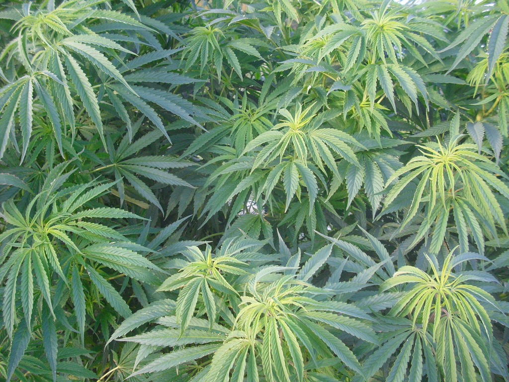 SEB BANK 

Welcome, Timo Antero Haara!
Last login: Saturday, 28.05.2011 kell 1:15. Location: Estonia
Account balance
Account balanceDetails
Available funds

Current accounts	Account balance	Reserved	Available funds	
10010824996011 HAARA TIMO ANTERO Arvelduskonto	5,21	
5,21	EUR
Available funds	5,21	 EUR


---


TILAUSEHDOISSA ON OLLUT EPSELVYYKSI, TEKSTIN LOPPUOSASSA ON TIETOJA SIEMENLHETYKSEN TILANNEILLE


---


HUOMIO TIEDOTE SIEMENLHETYKSI TILANNEILLE


5,21 euroa tilill ja tilauksen toimittaminen maksaa Eestin postin kirjattuna kirjepakettina 12 euroa + 1 e aina alkava kilo, isomman tilauksen vastaanottajalle tilaus toimitetaan tilausmuodossa dpd kuler 


EESTIN POSTI PERII 12 E PER TILAUS JA TILILL OLLUT JO PITKN 5, 20 EUROA JOTEN EN LUONNOLLISESTIKAAN VOI TOIMITTAA TILATTUJA TUOTTEITA.

TILAUKSEN MAKSANUT JA MAKSETUSTA LASKUSTA KOPION TAI MAKSUOSOITUKSEN VIITENUMERON TOIMITTANUT SAA VASTALHETYKSEN LAILLISIA KANNABISTUOTTEITA

 www.suomenkannabis.fi :n 

sivuilta lydt tilausohjeet, kannattaa muutenkin seurata tilannetta koska ala on kuulemma voimakkaassa kehitysvaiheessa, mm. Timo Haara tuottaa tuotantotiimeineen tuhansia tonneja aitoa Cannabis Sativaa. Haaran kylvj estvt Suomen valtion aiheuttamat laittomat toimet harjoittaa ammattiaan laillisena kannabiksentuottajana Euroopassa.

KORJATAAN TM ASIA YHDESS JA VASTALHETYKSEN VASTAANOTTAJA TULEE OLEMAAN VARMASTI TYYTYVINEN VASTAANOTETTUAAN LAILLISIA KANNABISTUOTTEITA JOTKA TOIMITETAAN VASTALHETYKSEN MAKSETUSTA TILAUSVAHVISTUKSESTA, TOIMI NIDEN OHJEIDEN MUKAAN JOS HALUAT SAADA KYTTSI LAILLISTA KANNABISTA TILAUKSESI MUKAAN.

---



Rasta

---


vet sanattomaksi meinaan, osa navetoistako on jo romahtanut mutta osa voidaan viel pelastaa EU:n rahoittamilla projekteilla, no mists EU sitten rahaa saa, kannabiksestako?


niin
Timo

ei tullut sitten sen suurempia aloja tnne viroonkaan

Ulkoistettavissa eli tilajille on lhetettviss on korkeintaan muutamia tuhansia siemeni, ryhmtilaus on kannattava tilaustapa ja useamman siementilauksen tilaaja saa aina mukana erityisen bonuslahjan laillisia kannabistuotteita.

minps kokeilen perehty ett saako sit niin organisoitua

kvin rantsilla ja olivat ilmoittaneet PRIA:an eli maataloustoimistoon ett ei tule kanep siihen peltoon johon meni sijoittajalta 3500 euroa viime kesn kun koitti pit rantsia pystyss, aikatakaraja meni kiinni maataloustoimiston ilmoituksissa ja minks mahdan kun olen p a tll 
niinp
kannattaisiko noille tilaajille sanoa jotakin

voi olla ett sit ihan tuolta shkrin kautta ei saa muutettua niin, ett saattaa olla ihan hallintapaneelin kautta menev juttu

voin muotoilla viestin kaikille tilaajille jotka eivt ole maksaneet, olen hieman vsynyt enk jaksaisi thnkn kirjoittaa mitn mutta jos sen saa lhtemn niin ett menee kaikille tilaajille niin kirjoittaisin mielellli tmn illan aikana tuon viestin 
taitaa jd viimeiseksi keskseni

mit muuten automaattiseen viestinvastaajaan kirjoitetaan?

http://forums.offipalsta.com/album.php?albumid=2114&pictureid=41621
seuraathan tt, siell on nkjn mielenkiintoisa keskustelua aiheesta

nytkin pivitn tt teksti thn tekstin jatkoksi tnne loppuosaan

joka pivityyy mm. UCB-albumeihin sek Facebookiin jos Facebook ei vaan sensuroi

koska suomessa ei ole todellista sananvapautta

22:08
ei kyll ole.. eihn toimittajakaan vlttmtt voi kirjoittaa mist haluaa
joskus muinoin lehtimiehill oli arvokkuutta mut tt nyky kirjoittavat tuksun toilailuista kun muusta ei uskalla... hahaha
juu lukasin tuon ptkn
kvin siivoamassa skn fooruminki mainosviesteist ja niiden laittelijoista
suoraan vaan bnnit niille plle

miten paljon muuten sulla nyt olikaan sit peltoa jota oot saanu tynalle?
joo no muotoile viesti ja kirjoita thn niin laitan menemn sitten noille muille
tai siis en kyll tied ett kenelle kaikille oot lhettnyt ja kenelt ootat maksua jne

20:00
elikk tein tuonne shkpostiin sellaiset kansiot kuin lhetetyt tilaukset, maksamattomat tilaukset ja poistettavat tilaukset
poistettaviin menee tietysti ne jo lhetetyt ja maksetut tilaukset
maksamattomiin ne tilaukset joista ei ole tilillsi viel suorituksia nkynyt
jos viitsit laittaa siihen maksamattomiin ne tilaukset joihin pit vastata, niin laitan heille sanelemasi viestin menemn
ne viestit saa helposti raahamalla kys kansioon
tai sitten avaamalla viestin ja siirr kansioon valikkoa kyttmll
onko tosiaan tilaajien rahoja nkynyt siell sun tilill nyt viime aikana... ett tiet toimiiko se maksuliikenne sinne suuntaan ollenkaan









CIMG3104

Rasta

lytyyk sit hesan kasvatus juttua? siis sit tiedotushommaa?

poliisit och lkrit?
15:16Timo

oli j n seinll ja pitisi olla skyn seinll mutta en pse tst mihinkn
15:17Timo

http://www.kuvalauta.fi/h/src/126942415788.jpg

jessjess! onnistui ja onnistuu, tuonne!
15:18Rasta

joo

aika erikoinen

...
15:18Timo

historiallinen sanoisin no eik

vai kui

pisti rastan mietteliksi tietty
15:20Rasta

kyll
15:20Timo

trytti tujun tupakin ja ji miettimn
15:20Rasta

isosti!
15:20Timo

:-):-)
15:20Rasta

oiskin
15:20Timo

kasvattajainfo, aika hyv meidn pitisi vet noita kursseja ja hoitaa valvontaa

tm on periaatteessa poliisityt samoin on jrjestyksenvalvontakin

basic set

jvl:st malli ja lupasysteemi

lisenssikasvattajia valtiolle

tm teksti nettiin

hope ei nuo sivut kaadu
15:23Rasta

en ymmrr

...
15:23Timo

niin saapahan aikakirjankirjoittajat joskus kelailla kannattaa melkein olla jo sitten jossakin vaikutuspissn mutta sieni en suosittele
15:23Rasta

pakkohan tonne on menn
15:23Timo

joillakin on mennyt maksa silokeista ja herkk kaveri prht psykoosiin

infoa ja faktaa

jengi imppaa jotakin helvetin lennokkiliimaa yk

aivosolun tuhoajaa
15:24Rasta

oon suippojen ammattilainen
15:24Timo

tiedn rasta, olet luonnonihminen ja arvostan sit
15:24Rasta

ja meksikolaisten ja argentiinalaisten jne jne....
15:25Timo

luonnossa on monta asiaa joita voidaan hydynt ja joita on osattava kytt vastuullisesti

m

a

?

tarkoitatko jotakin lsd-keksej?

niist ei saa selv annostusmrist

ja lsdhen on jengi kilahtanut kumminkin tm on fakta
15:26Rasta

verit parempi kun vajarit

;-);-)
15:27Timo

lsd-tutkimuksen lopettaminen ei ollut hyv asia
15:27Rasta

jos p ei kest laajentajia ei niit pid kytt ollenkaan

ei ollut ei

mutta uusiksi on jo jenkeiss mpistetty alulle
15:28Timo

psyykepuolella voisi olla trkekin apulainen etenkin kannabis, tukimuksen paikka

yl-asteella oli hollantilainen kynyt pitmss esitelmn hamppupitjn nuorille

todennut ett voi toimia masennuslkkeen

jolla ei yht pahoja haittavaikutuksia kuin noilla mit nyt on kytss

SSRI mm

bowling for columbine you know
15:30Rasta

Kannabis voimakas masennuslke pienill annoksilla, pahentaa olemassaolevaa masennusta suurilla annostuksilla
15:30Timo

minkhnmallin hymi thn kuuluisi
15:30Rasta

fakta

tutkittu jo 60-luvulla
15:30Timo

loimaan kaveri neuvoo suunnan olen samaa mielt olet oikeassa, rasta

olen tutustunut moniin ihmisiin jotka ovazt lytneet oikeita lajikkeitaq ehkisemn masennusta

voi olla tehokas masennuslke

ja auttaa psemn eroon monesta muusta eri pihteest

de facto

eli kiistaton fakta

ihme kirjoitus merkkej

weffukkfef


Osoitteessa 

http://www.flickr.com/photos/63461263@N04/page2/

Voi kyd tutustumassa tilanteeseen ja tuotantoon kasvukaudella 2011.
HUOMIO TILAUKSEN TEHNEET, TILAUS ON MAKSETTAVA ENSIN ENNENKUIN SE VOIDAAN KIRJATTUNA LHETYKSEN TOIMITTAA.
Mikli haluat laillisen kannabislhetyksen, maksa tilauksenmukainen summa mainittuun SEB:n tilinumeroon BIC / SWIFT- koodeineen ja tlt laitetaan laillisesti kannabista tulemaan tilauksen mukainen mr. Huomioithan ett kirjattuna lhetyksen hinta on 12 euroa per suurempi lhetys ja euron lismaksu jokaiselta alkavalta kilolta.

muutama sekunti sitten Timo Haara

saisiko tuon ko. asiaa ksittelevn offipalstan linkin mys jokaiselle tilanneelle tiedoksi?

Maksuja puolan siemenen myynnist ei ole tullut tilille kuin vasta kaksi, molemmille tilanneille on lhetetty vastalhetys jossa mys bonusta mukana.

Tm muuten on laillista touhua EU:ssa.