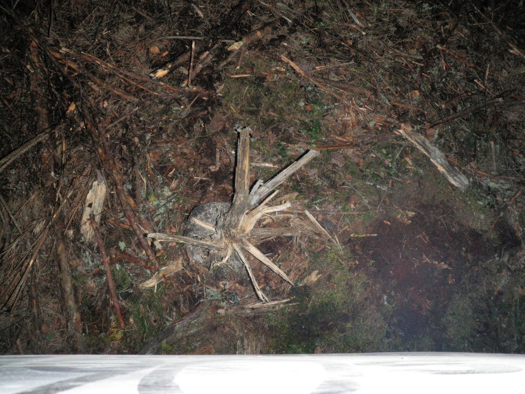 BlairWitchProject