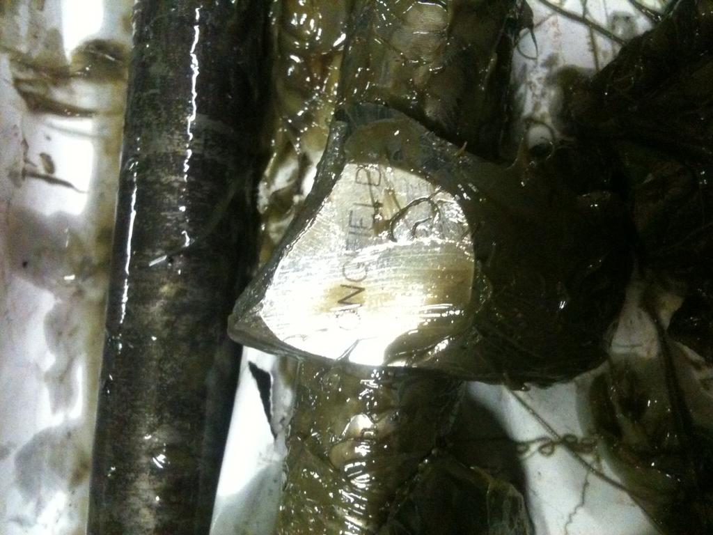 Nkkyyvt antautuvan nuokin...