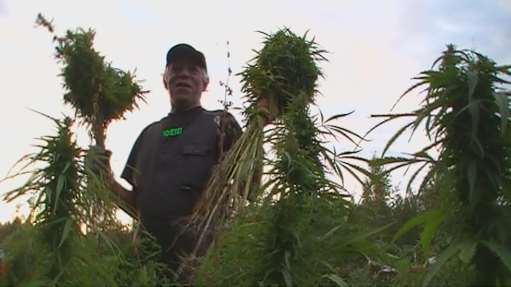 Tiedote hampunkasvatuksesta kiinnostuneille: 
Omistatko laadukkaita ja tasalaatuisia Cannabis Sativa-kavin siemeniä, tai osaatko niitä tuottaa? Asutko Euroopan unionin alueella jossa kaikkien hampun siementen verollinen myynti, maahantuonti ja maastavienti on laillista, verotettavissa olevaa ja sallittua? Onko hamppu sinulle asia, jonka parissa toivot joskus työllistyväsi?
Nyt tähän on pian mahdollisuus,Timo Haara etsii yhteistyökumppaneita euroopan markkinoille avattavaan hampunsiemenalan yritykseen, jonka toimialana on tuottaa, ostaa ja myydä verollisena liiketoimintana laadukkaita hampun siemeniä, tehkäämme yhdessä maailmasta parempi kannabiksen kasvatusta edistämällä! 
yhteistyöstä kiinnostuneita pyydetään ottamaan henkilökohtaisesti yhteyttä esim. FB-profiilin inboxiin tai osoitteeseen timo.haara@gmail.com.
jos olet kannabiskasvatusalan huippuammattilainen tai kiinnostunut työllistymään ko. alalla, otathan rohkeasti yhteyttä!