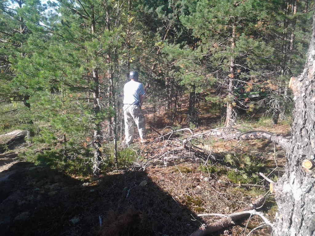 orvasto ja moottorisaha