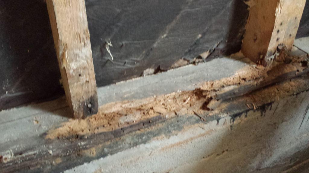 Tupajumi iskenyt alajuoksuihin.