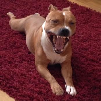 Pulde nauraa. Omaa kivaa?